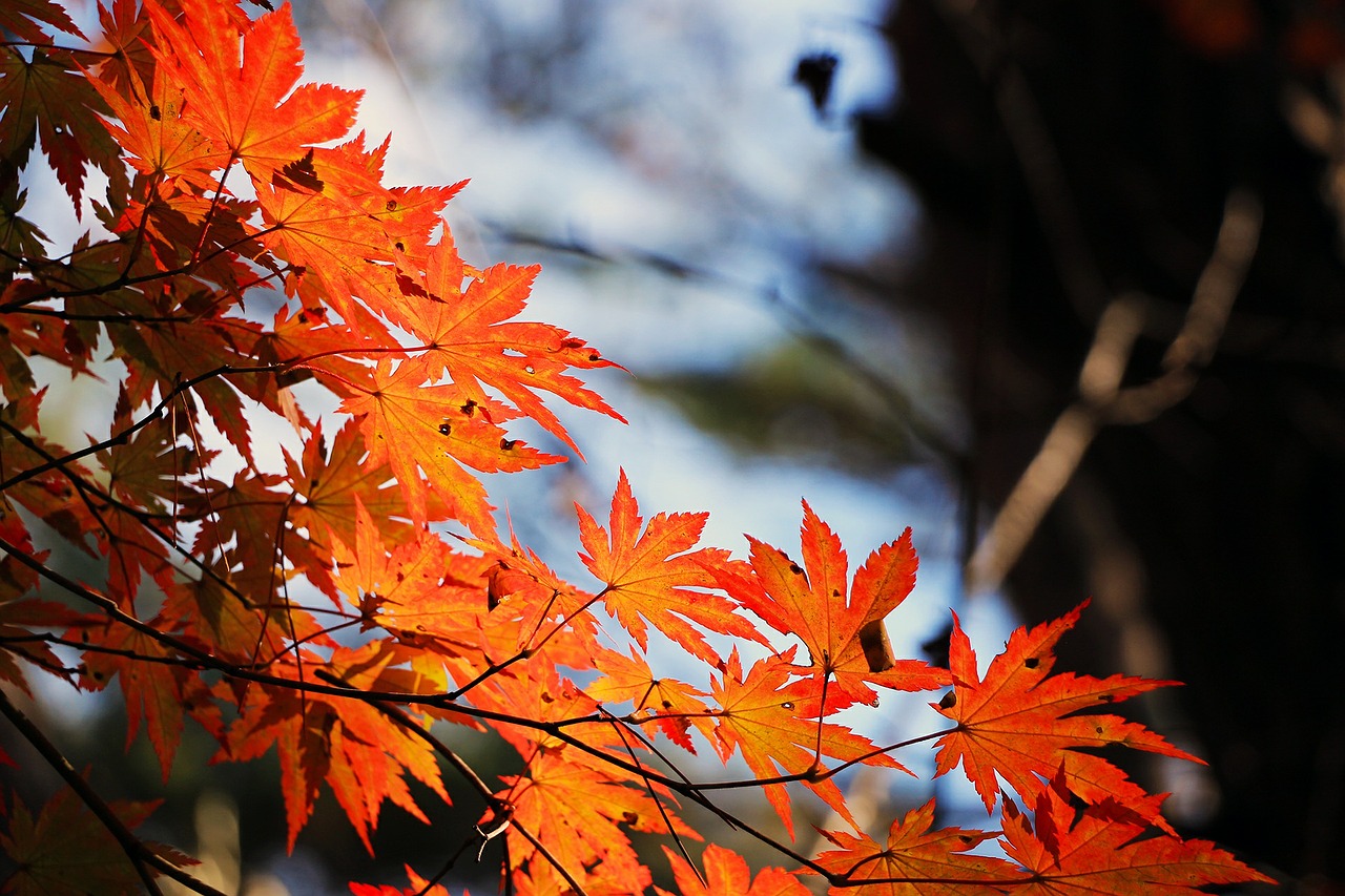 その症状「秋バテ」かも！？